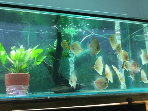 True Blue Aquariums - Palm Beach Accommodation 1
