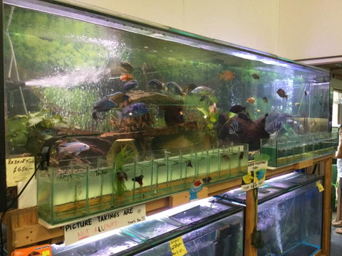 True Blue Aquariums - Palm Beach Accommodation 2