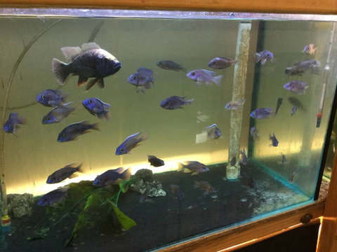 True Blue Aquariums - Palm Beach Accommodation 3
