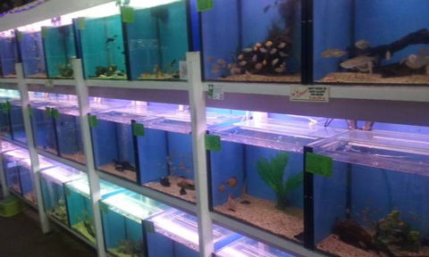 Summerland Aquarium - Palm Beach Accommodation 1