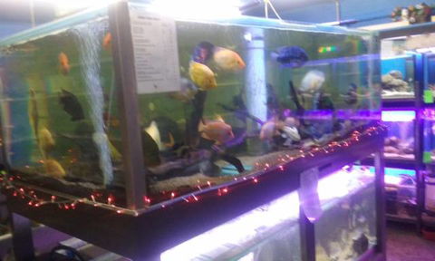 Summerland Aquarium - Palm Beach Accommodation 2
