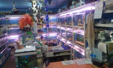 Summerland Aquarium - Palm Beach Accommodation 3