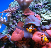 Tropical Marine Centre - Palm Beach Accommodation