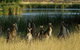 Canberra - The National Capital | Full Day Private Tour | Departs From Sydney - thumb 0