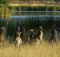 Canberra - The National Capital  Full Day Private Tour  Departs from Sydney - Palm Beach Accommodation