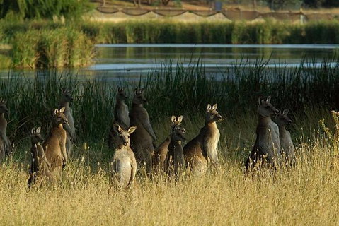 Canberra - The National Capital | Full Day Private Tour | Departs From Sydney - Palm Beach Accommodation 0