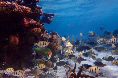Lagoon Explorer - Ningaloo Reef Full-Day Kayaking And Snorkeling Adventure - Palm Beach Accommodation 6