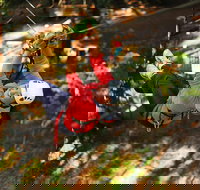 Trees Adventure Lane Poole Park - Treetop  Zipline Experience - Palm Beach Accommodation