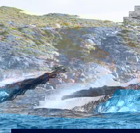 Jet Boat Whale Watching Safari from Dunsborough - Palm Beach Accommodation