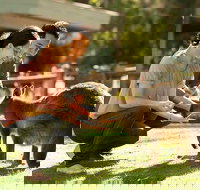 Very Best of Perth Tour - Wildlife Park  City Highlights Tour - Palm Beach Accommodation