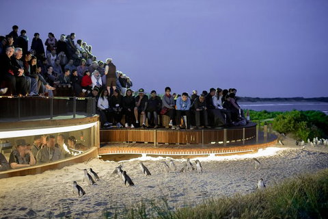 1 Day Private Phillip Island Tour (VIP Charter Up To 9 People) - Palm Beach Accommodation 0