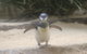 Phillip Island Ultimate Penguin Eco Tour Or Skybox Experience - thumb 3