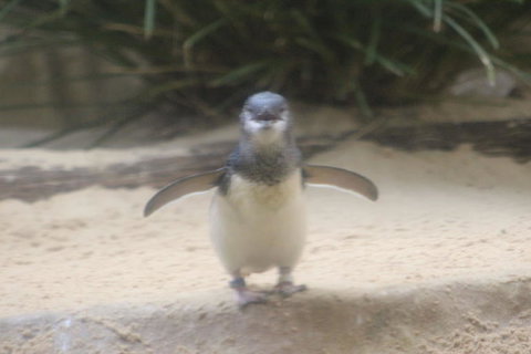 Phillip Island Ultimate Penguin Eco Tour Or Skybox Experience - Palm Beach Accommodation 3
