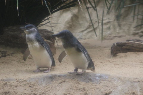 Phillip Island Ultimate Penguin Eco Tour Or Skybox Experience - Palm Beach Accommodation 2