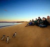 Phillip Island Ultimate Penguin Eco Tour or Skybox Experience - Palm Beach Accommodation