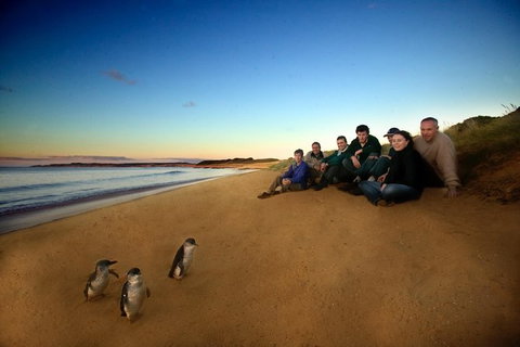 Phillip Island Ultimate Penguin Eco Tour Or Skybox Experience - Palm Beach Accommodation 0