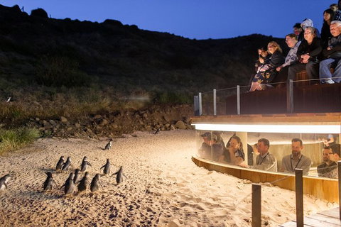 Phillip Island Ultimate Penguin Eco Tour Or Skybox Experience - Palm Beach Accommodation 1
