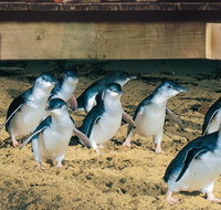 Half Day Phillip Island Penguin Parade PLUS Tour - Palm Beach Accommodation