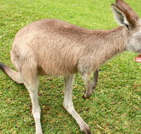 2 Day Exclusively Private Tour Of Phillip Island  The Penguin Parade - Palm Beach Accommodation