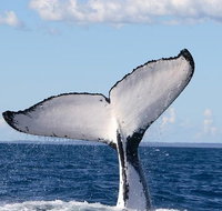 Phillip Island Whale Watching Tour - Palm Beach Accommodation
