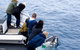 Phillip Island Whale Watching Tour - thumb 7