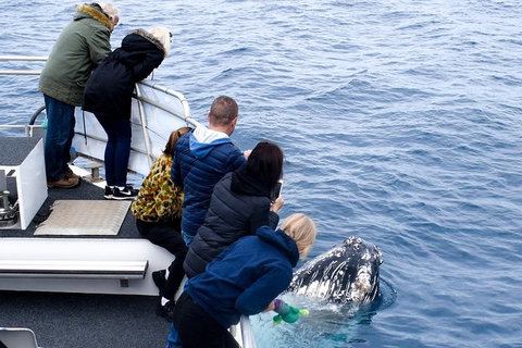 Phillip Island Whale Watching Tour - Palm Beach Accommodation 7