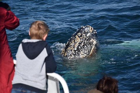 Phillip Island Whale Watching Tour - Palm Beach Accommodation 8