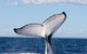 Phillip Island Whale Watching Tour - thumb 5