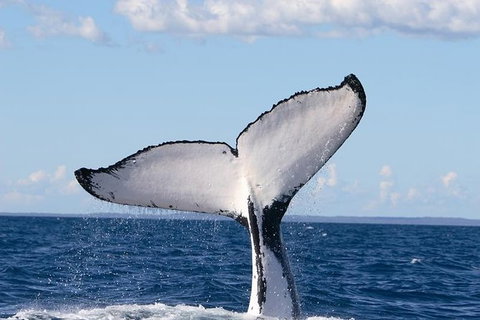 Phillip Island Whale Watching Tour - Palm Beach Accommodation 5
