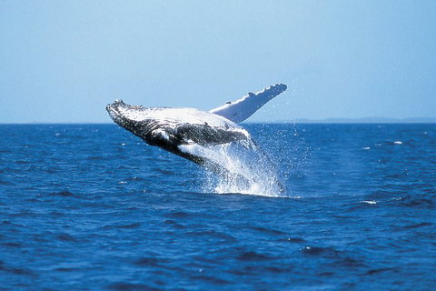 Phillip Island Whale Watching Tour - Palm Beach Accommodation 3
