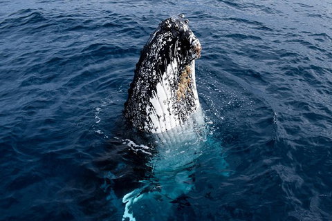 Phillip Island Whale Watching Tour - Palm Beach Accommodation 6