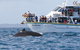Phillip Island Whale Watching Tour - thumb 2