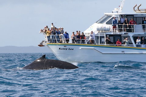 Phillip Island Whale Watching Tour - Palm Beach Accommodation 2