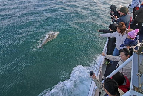Phillip Island Whale Watching Tour - Palm Beach Accommodation 4