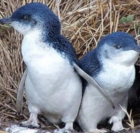 Day Tour of Phillip Island Nature Parks  Penguins - Palm Beach Accommodation