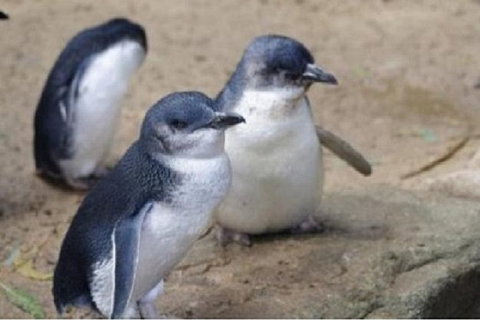 Phillip Island Tour Including Phillip Island Penguin Parade - Palm Beach Accommodation 1