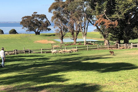 Phillip Island Tour Including Phillip Island Penguin Parade - Palm Beach Accommodation 8