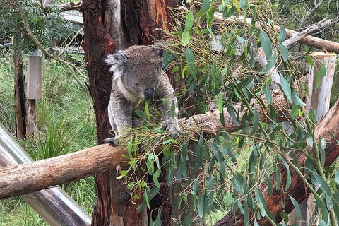 Phillip Island Tour Including Phillip Island Penguin Parade - Palm Beach Accommodation 3