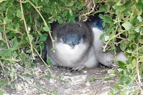 Phillip Island Tour Including Phillip Island Penguin Parade - Palm Beach Accommodation 7