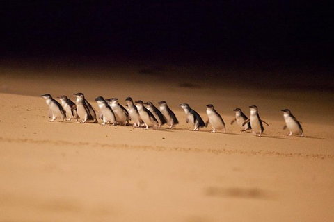 Melbourne Attractions Pass Including Melbourne Zoo, Hop-on Hop-off Bus And SEA LIFE Aquarium - Palm Beach Accommodation 9