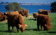Phillip Island Churchill Island Heritage Farm: Entry Ticket - thumb 1
