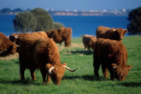 Phillip Island Churchill Island Heritage Farm: Entry Ticket - Palm Beach Accommodation 1
