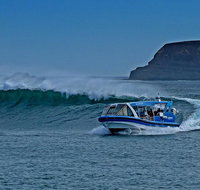 Phillip Island Wildlife Cruise with Optional Penguin Parade and 3 Park Pass - Palm Beach Accommodation