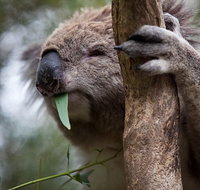 Phillip Island Koala Conservation Centre Entry ticket - Palm Beach Accommodation