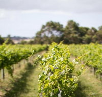 Phillip Island Wine Experience Tour - Palm Beach Accommodation