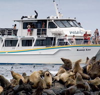 Phillip Island Seal-Watching Cruise - Palm Beach Accommodation