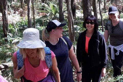 GPS Guided Walks In The Daylesford Forest - Palm Beach Accommodation 1