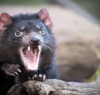 Port Arthur and Tassie Devils Active Day Tour from Hobart - Palm Beach Accommodation