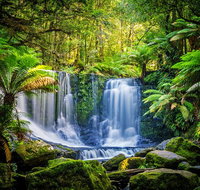 Day Tour in Mt. Field Mt. Wellington Bonorong Wildlife Sanctuary and Richmond - Palm Beach Accommodation