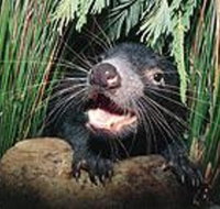 Hobart Shore Excursion Half Day Bonorong Wildlife Park with Richmond Tour - Palm Beach Accommodation